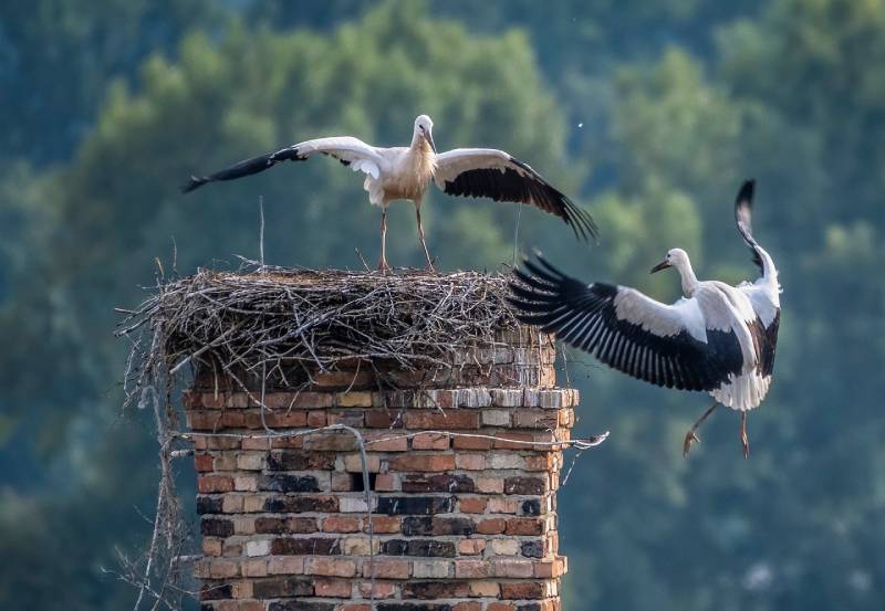 Expert Chimney Animal Removal in Chevy Chase, MD Professional Chimney Animal Removal Services in Chevy Chase, Maryland
