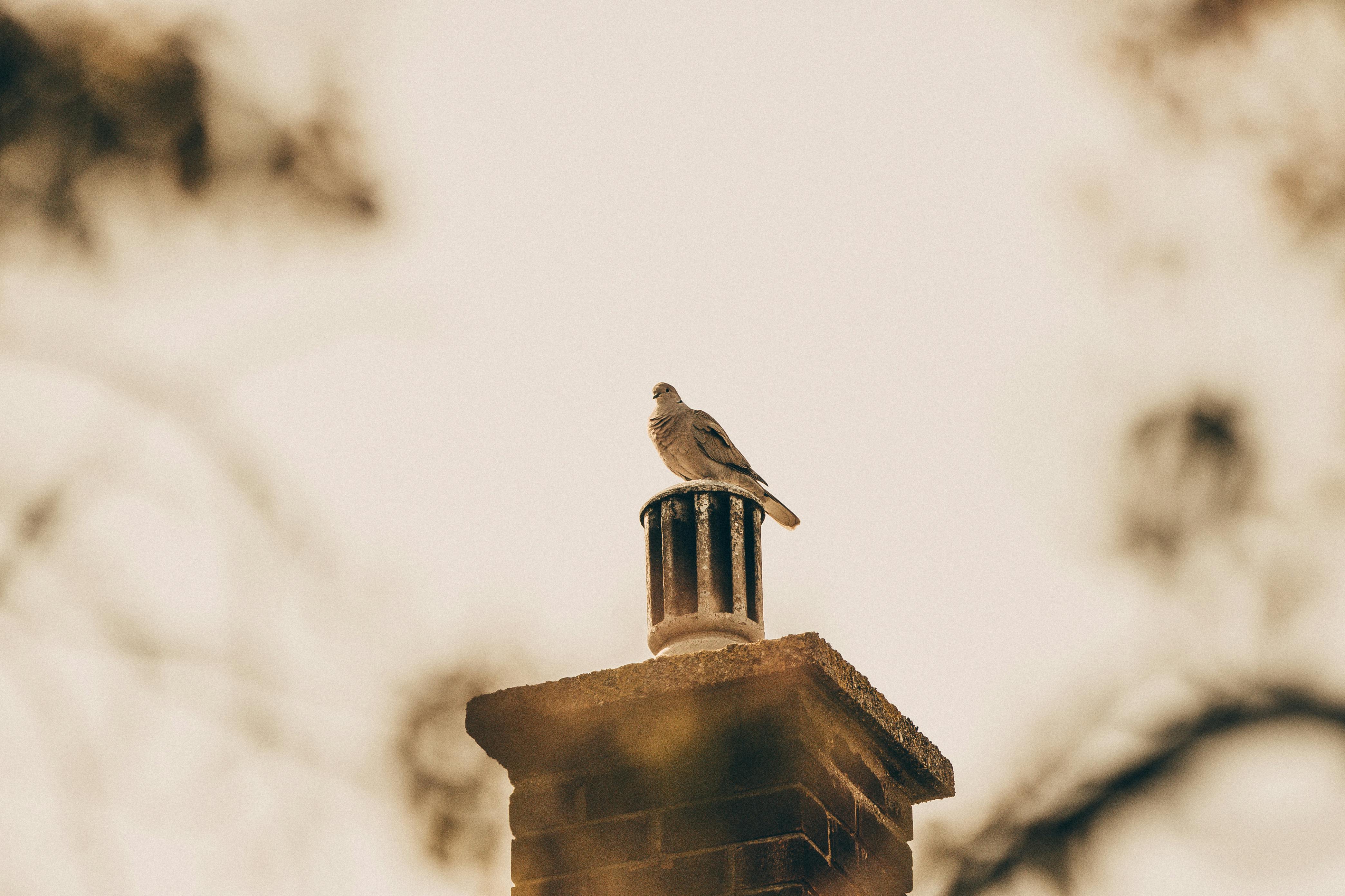 Professional Chimney Cap Installation Services in Chevy Chase, MD Expert Chimney Cap Installation in Chevy Chase, Maryland